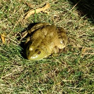 Meet your Posher, Marlene